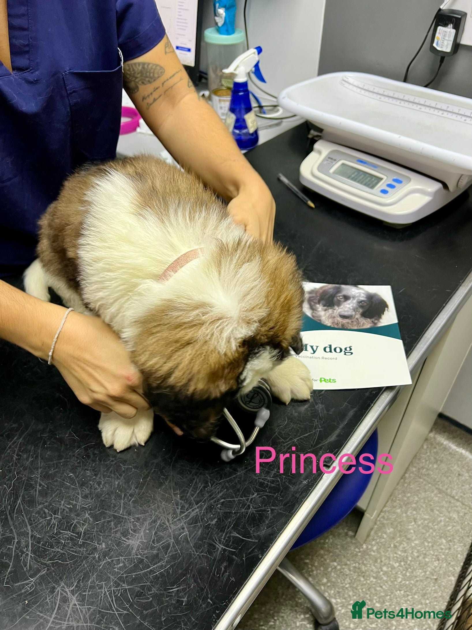Saint Bernard dogs KC registered Show Quality Puppies 1 Boy & 1 Girl - Advert 2