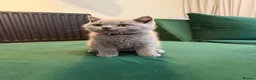 British Shorthair cats for sale: Full Pedigree British Shorthair Kittens  - Advert 9