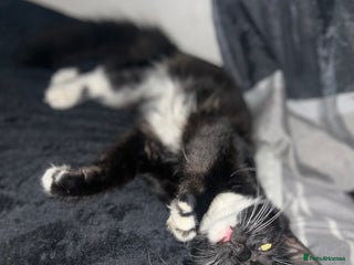 Maine Coon cats - Advert 9