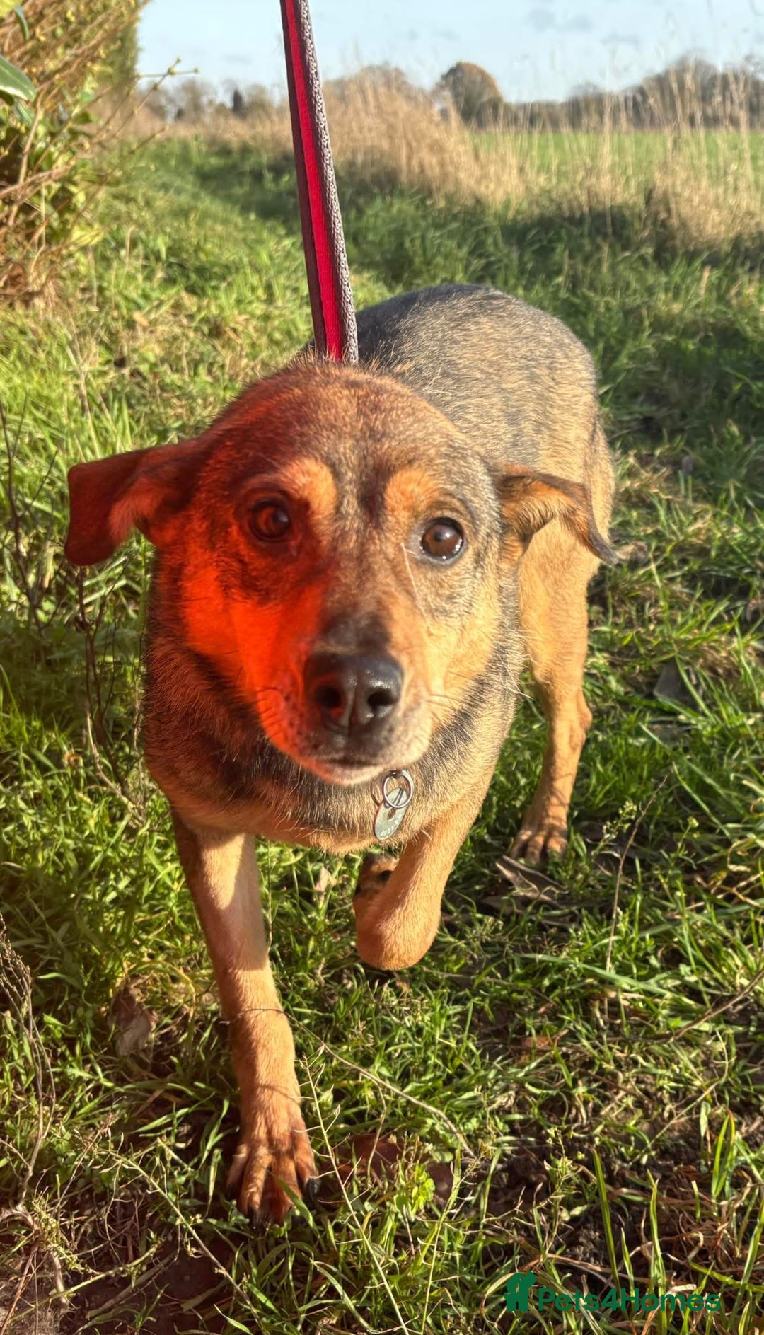 Mixed Breed dogs for adoption: Frannie - Norwich Norfolk  - Advert 1