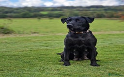 Labrador Retriever dogs for sale: **PEDIGREE, KC REGISTERED AND HIP SCORED** - Image 18