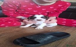 Sprocker dogs for sale: Sprocker puppies  - Image 10