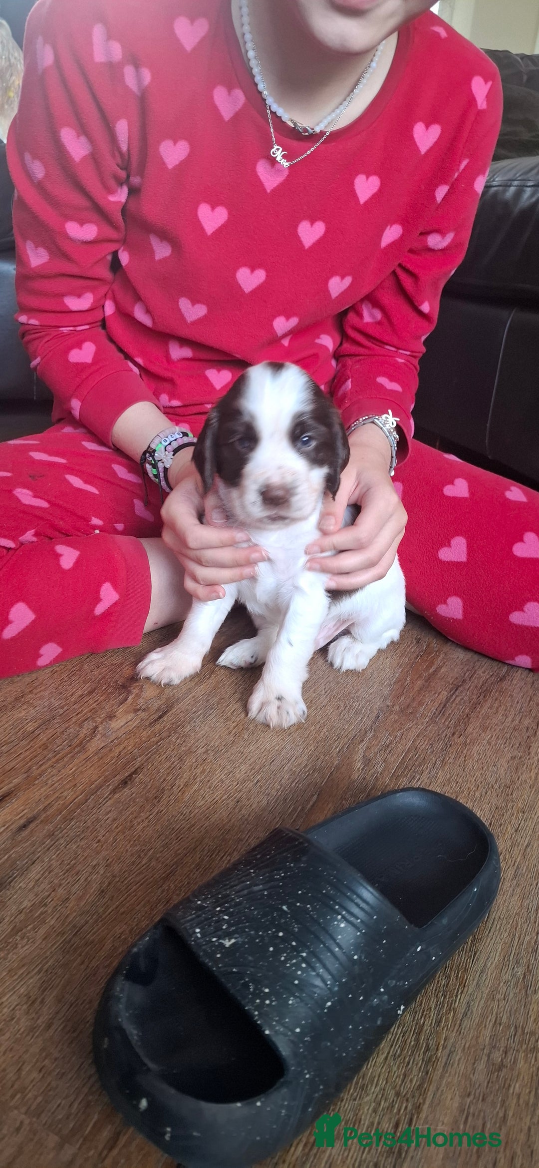 Sprocker dogs for sale: Sprocker puppies  - Image 10