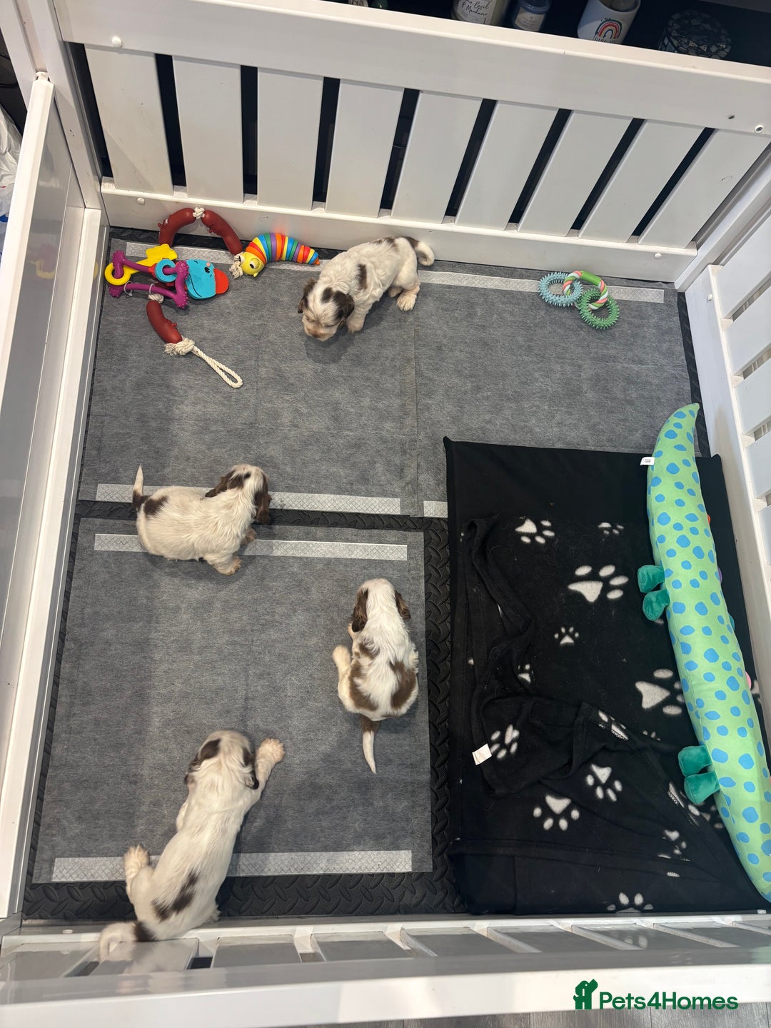 Cocker Spaniel dogs for sale: Champion Show Cocker Spaniels  in Cranbrook - Image 14