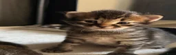 Siberian cats for sale: Pedigree Siberian Kitten from Health-Tested Lines - Advert 13