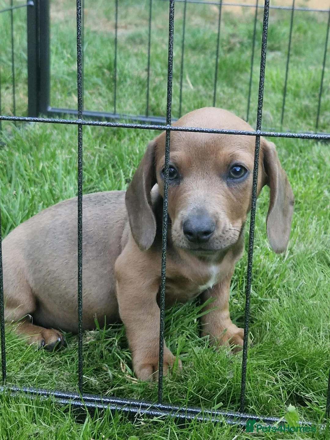 Dachshund dogs for sale: Soo cute  - Advert 1