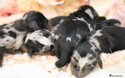 Miniature Dachshund dogs for sale: KC Miniature Dachshund Puppies - Advert 11