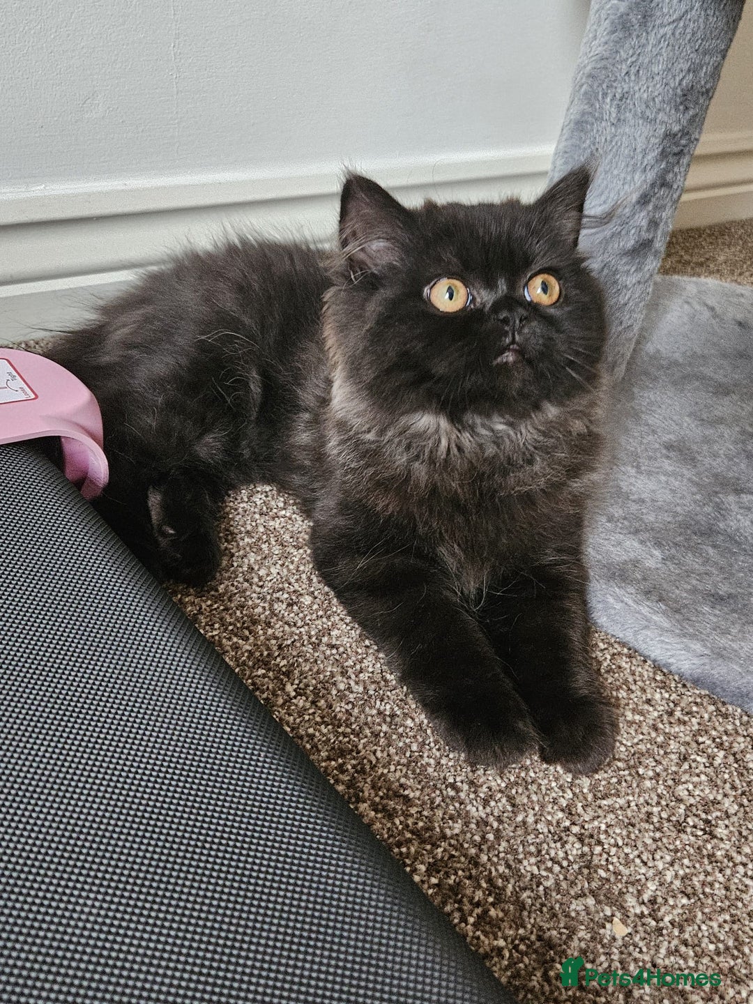 Persian cats for sale: Stunning Persian Boy - Image 21