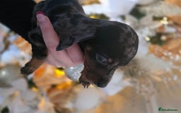 Dachshund dogs for sale: Daschund puppies - Advert 7