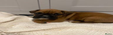 Boxer Puppy 2