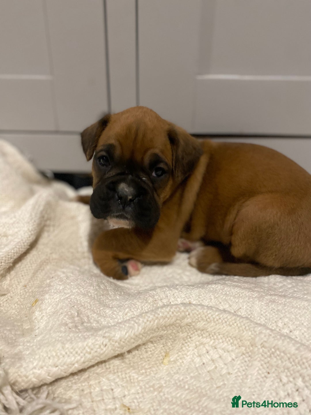 Boxer dogs for sale: 🌟 Beautiful Boxer Puppies for Sale 🌟 - Advert 4