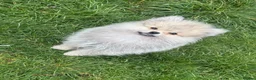 Pomeranian dogs for sale: Beautiful friendly and playful puppys pomeranians - Advert 2