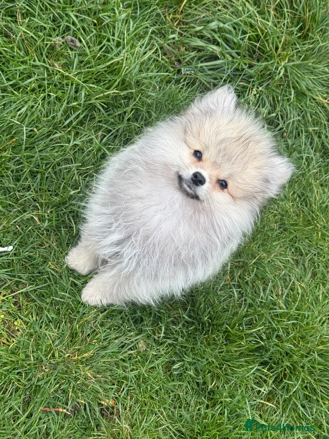Pomeranian dogs for sale: Beautiful friendly and playful puppys pomeranians - Advert 2