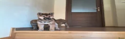 Japanese Shiba Inu dogs for sale: Pure Breed Japanese Shiba Inu Puppies  in Goole - Advert 33