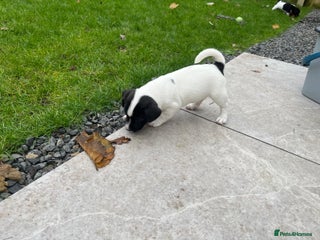 Jack Russell dogs Three male jack russell pups - Advert 3