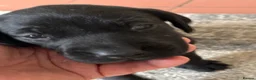 Labrador Retriever dogs for sale: Labrador puppies black and fox red for sale in Nottingham - Advert 11