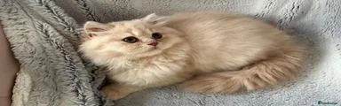 British Shorthair 3