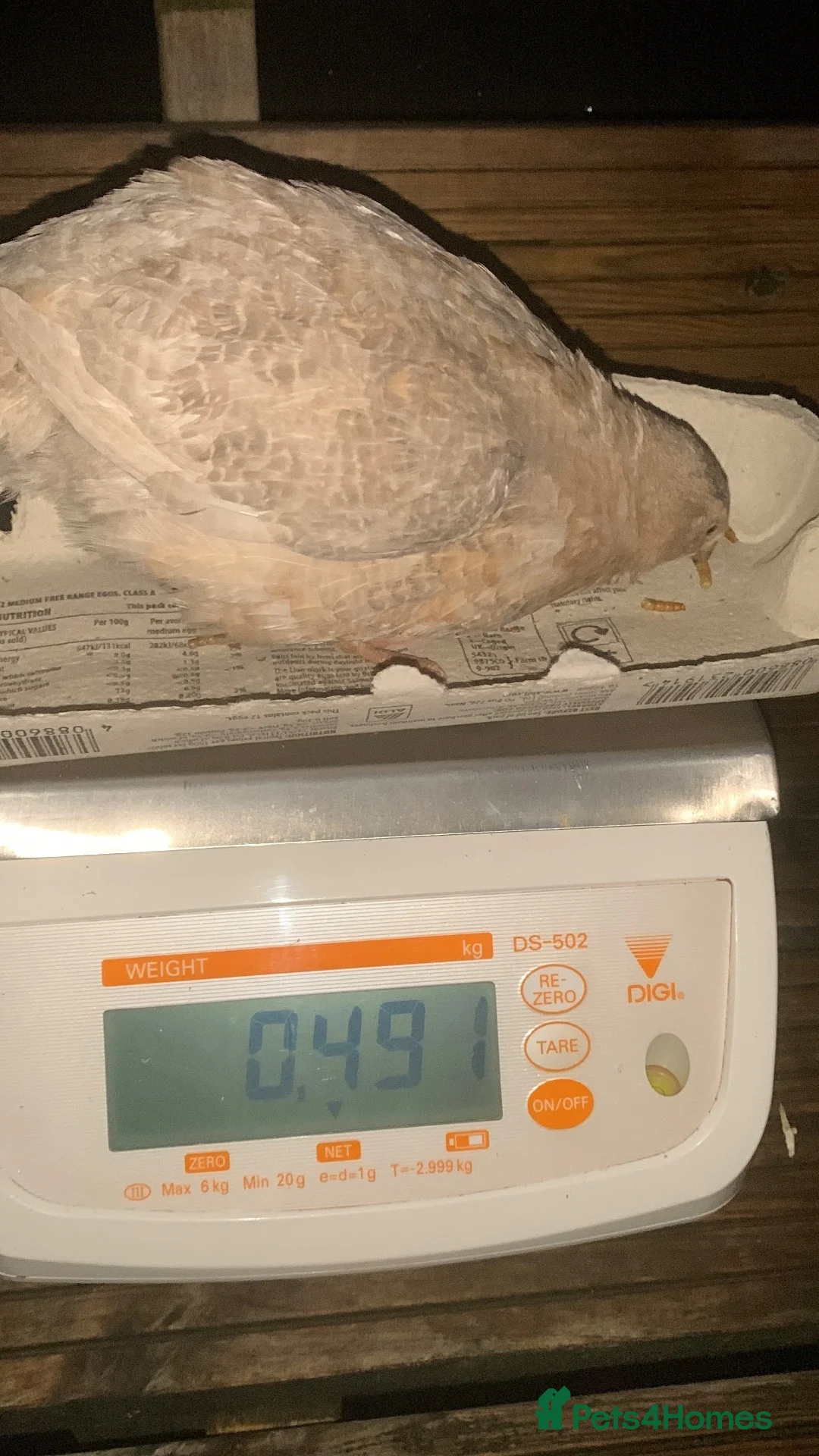 Quail poultry for sale: Laying Hen Quails in Abertillery - Advert 8