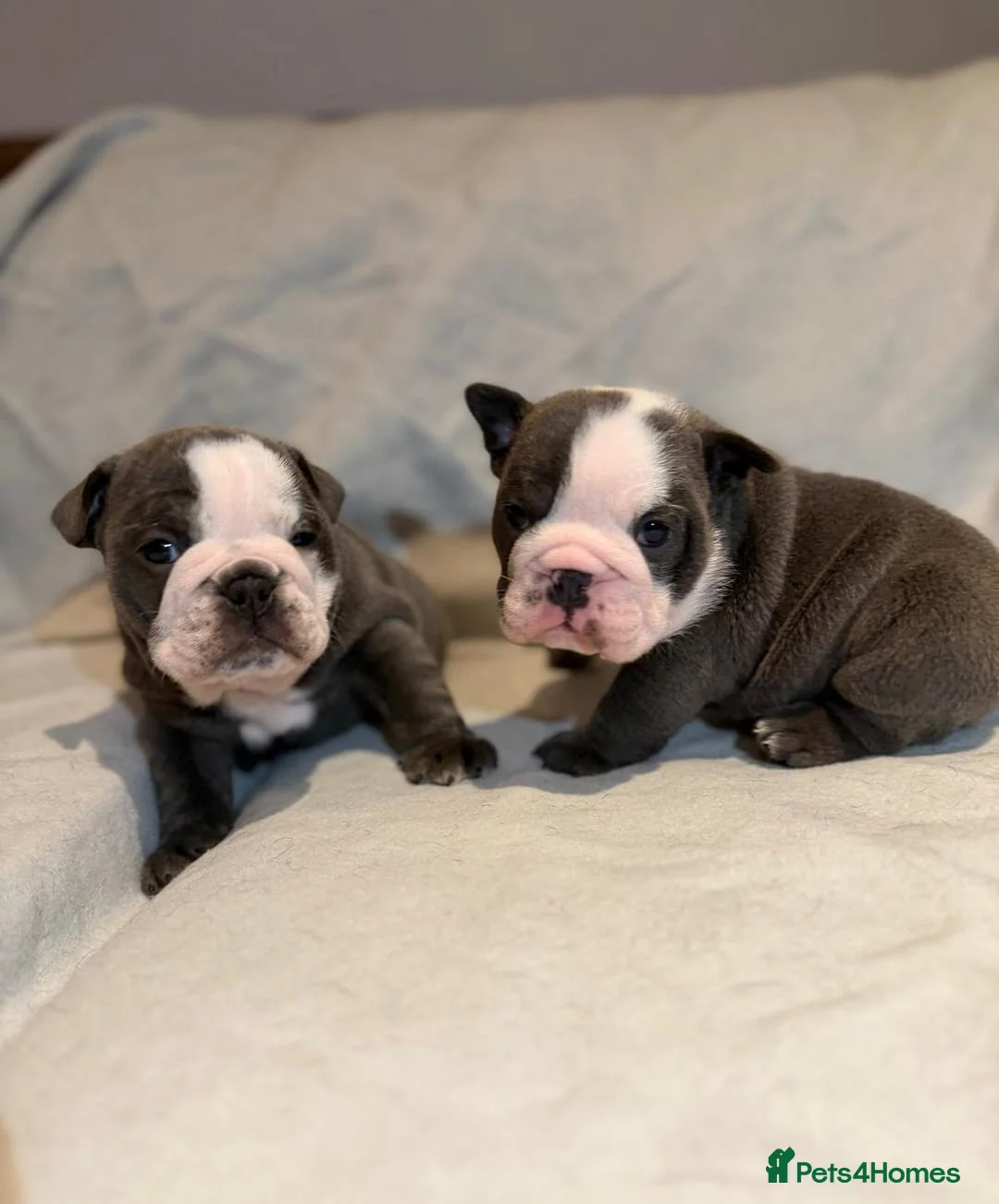 English Bulldog dogs for sale: Beautiful English Bulldog Puppies in Bristol - Advert 1