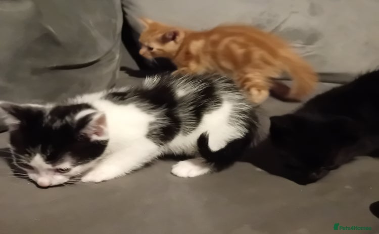 Mixed Breed cats - Advert 16