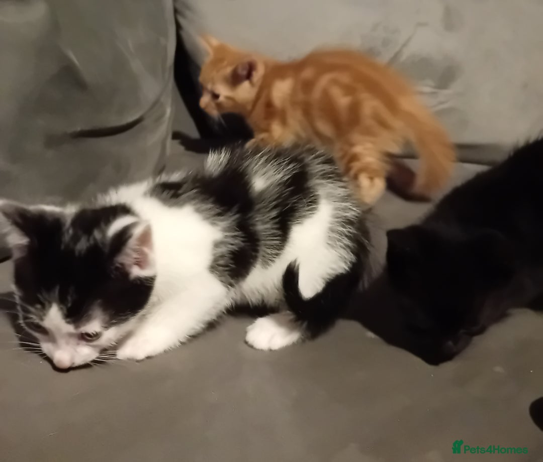 Mixed Breed cats for sale: Fluffy Kittens  - Image 1