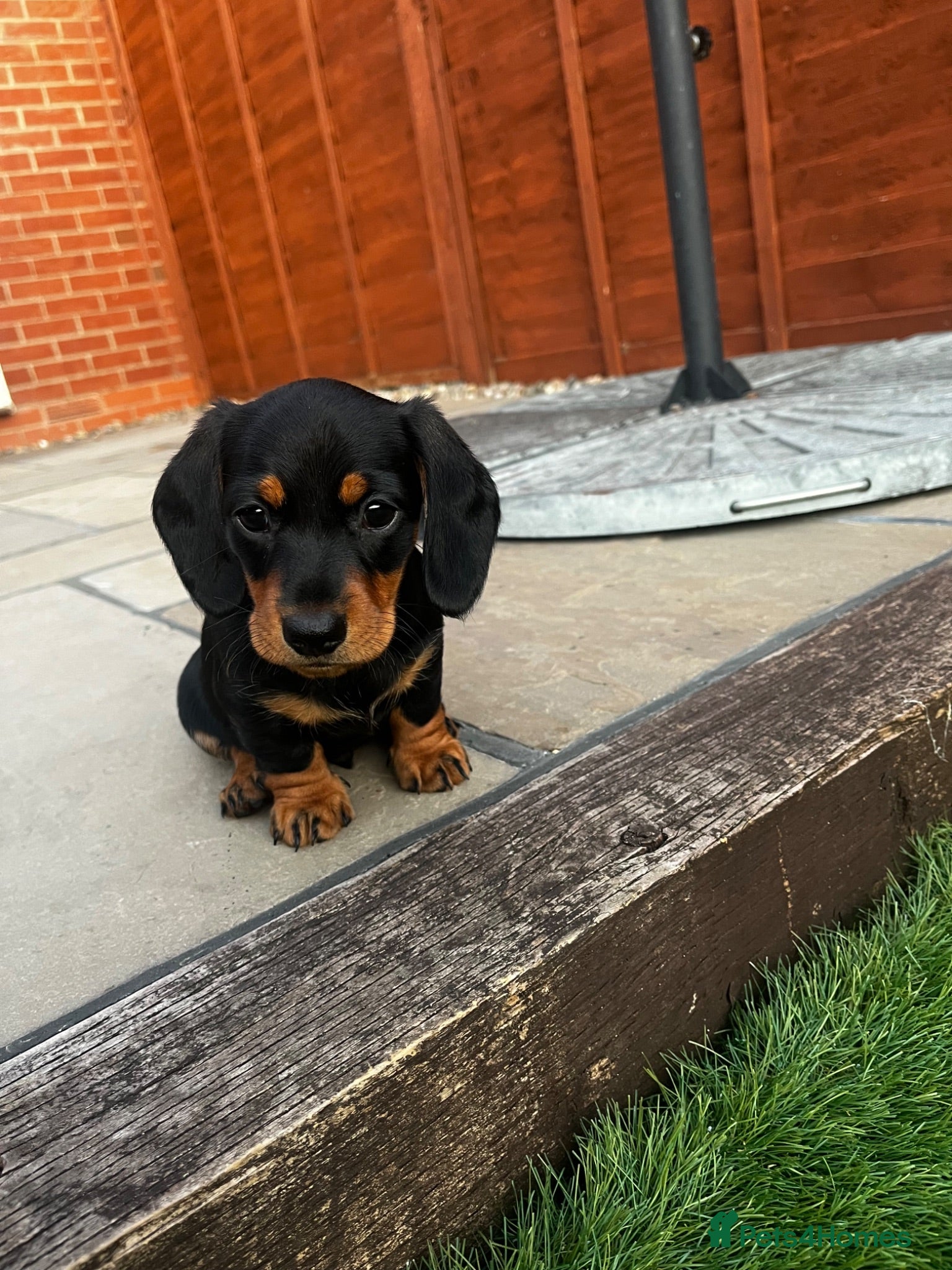 Miniature Dachshund dogs 1 Black & Tan Male left! Miniature Dachshund puppy - Advert 15