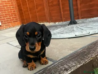 Miniature Dachshund dogs 1 Black & Tan Male left! Miniature Dachshund puppy - Advert 7