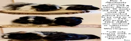 Guinea Pig rodents for sale: 4 pairs of boys and 2 pairs of girls  - Advert 4