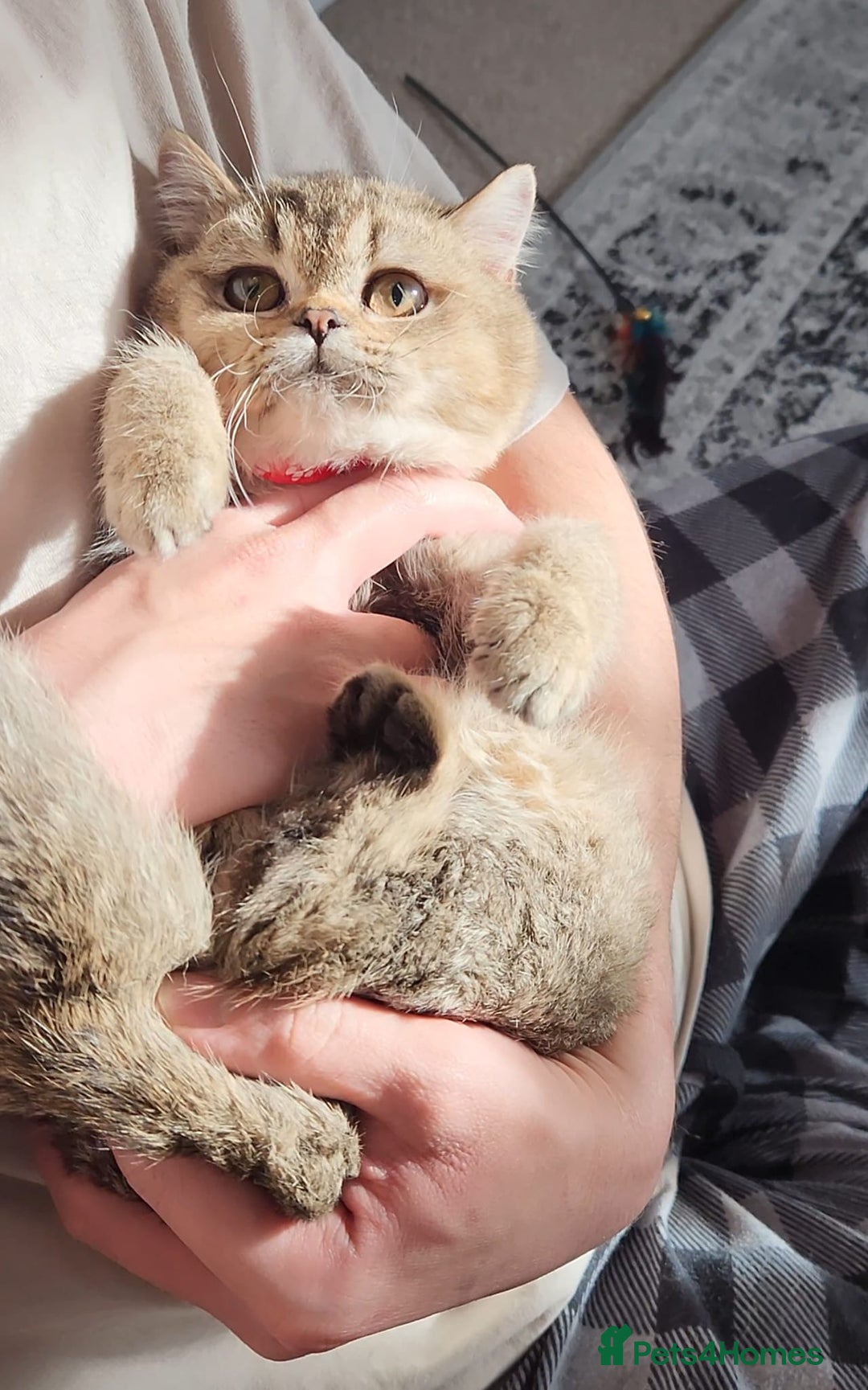 British Shorthair cats for sale: Gorgeous British Shorthair Kittens - Advert 11