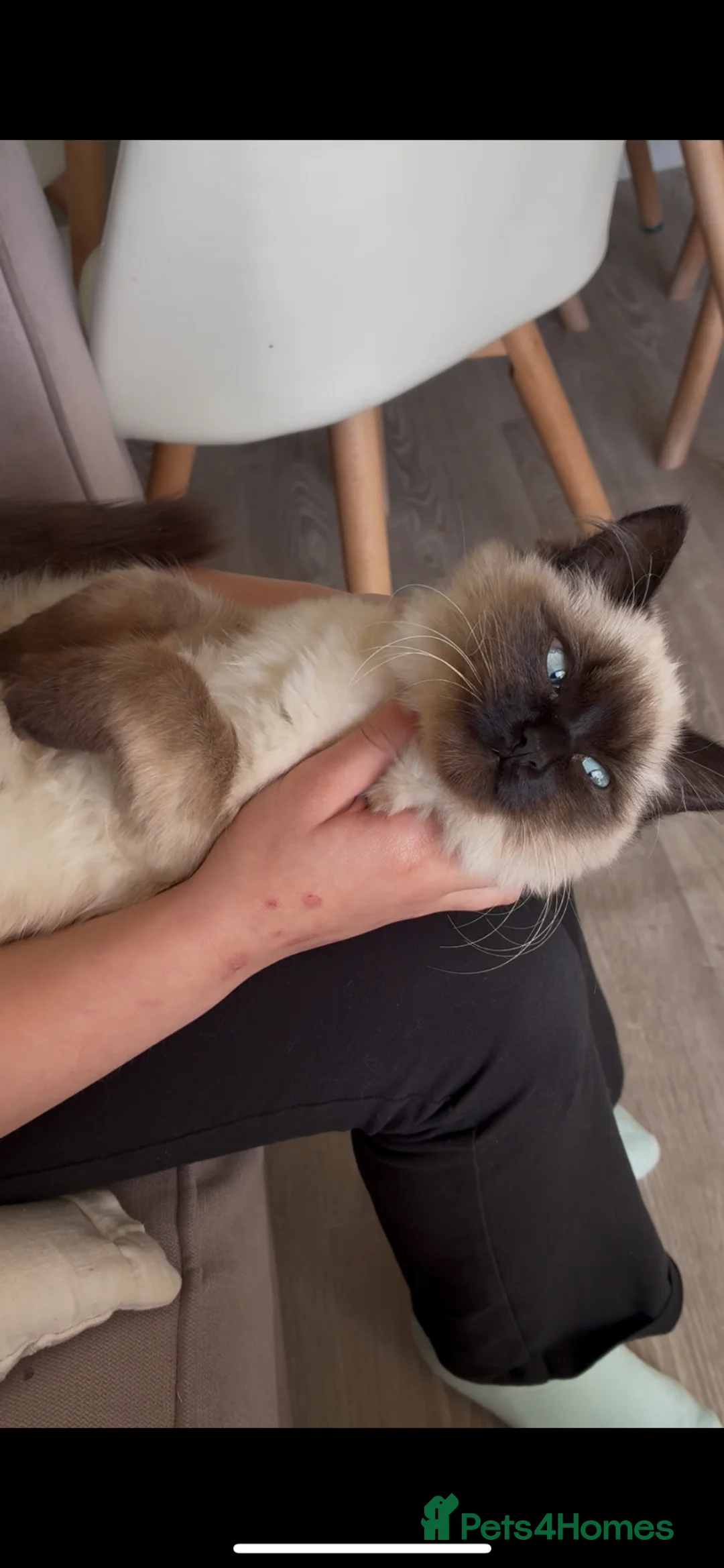 Ragdoll cats for sale: Rag doll x kitten  in Knutsford - Advert 4