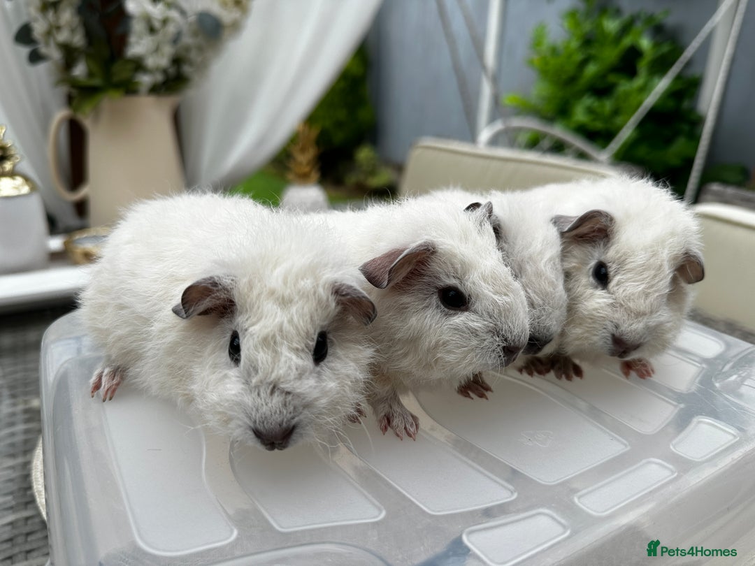 Guinea Pig rodents for sale: 4x lovely 4 weeks old boys born on 30.06.2025 in Leicester - Image 2