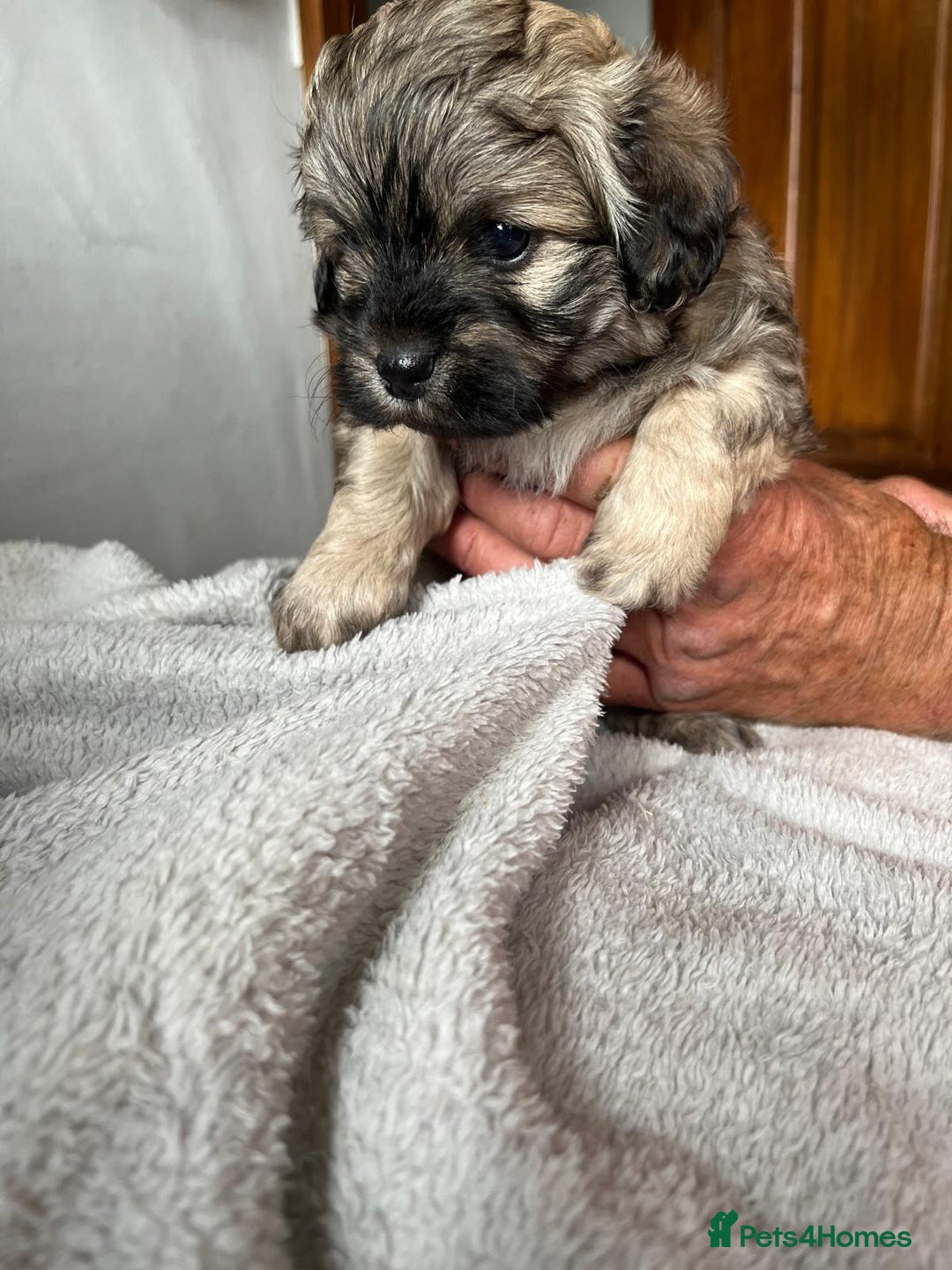 Shihpoo dogs for sale: Shihpoo puppies for sale. - Image 12