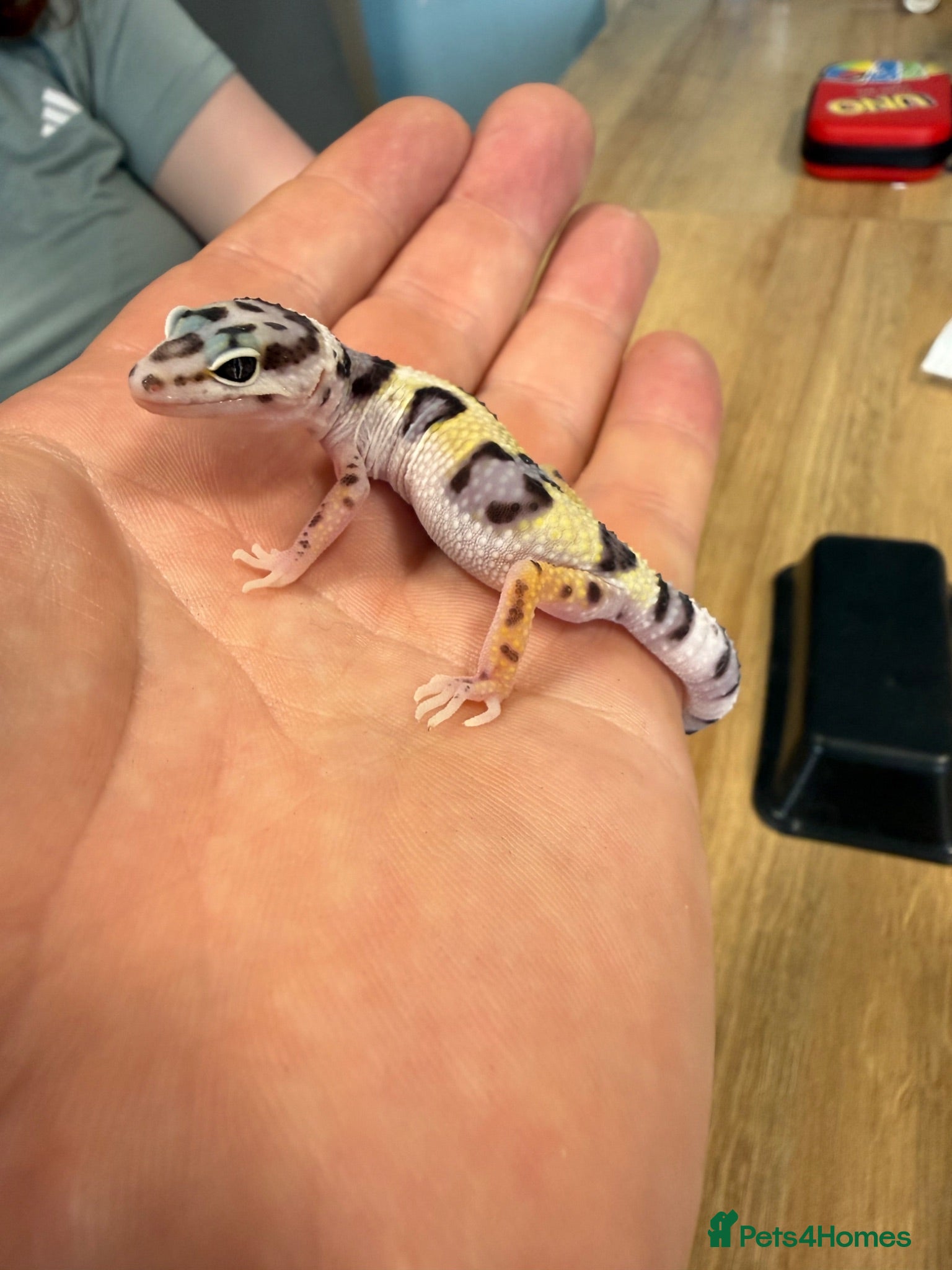 Leopard Gecko reptiles Baby leopard geckos - Advert 1