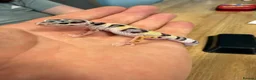 Leopard Gecko reptiles for sale: Baby leopard geckos in Knaresborough - Advert 1