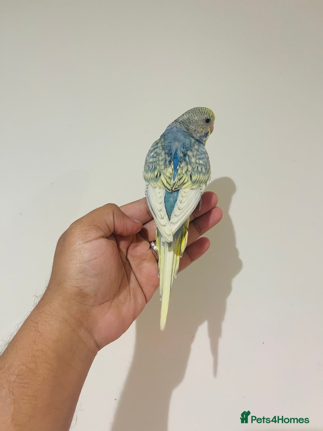 Budgerigars birds for sale: Hand reared budgies for sale  - Advert 10
