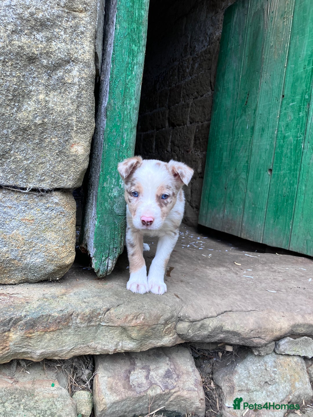 Border Collie dogs for sale: Beautiful litter of border collies - Image 9