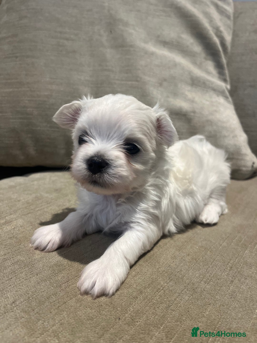 Maltese dogs for sale: Tiny Korean Maltese Boys - Advert 24