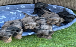 Cockapoo dogs for sale: Gorgeous cockapoo puppies - Image 9