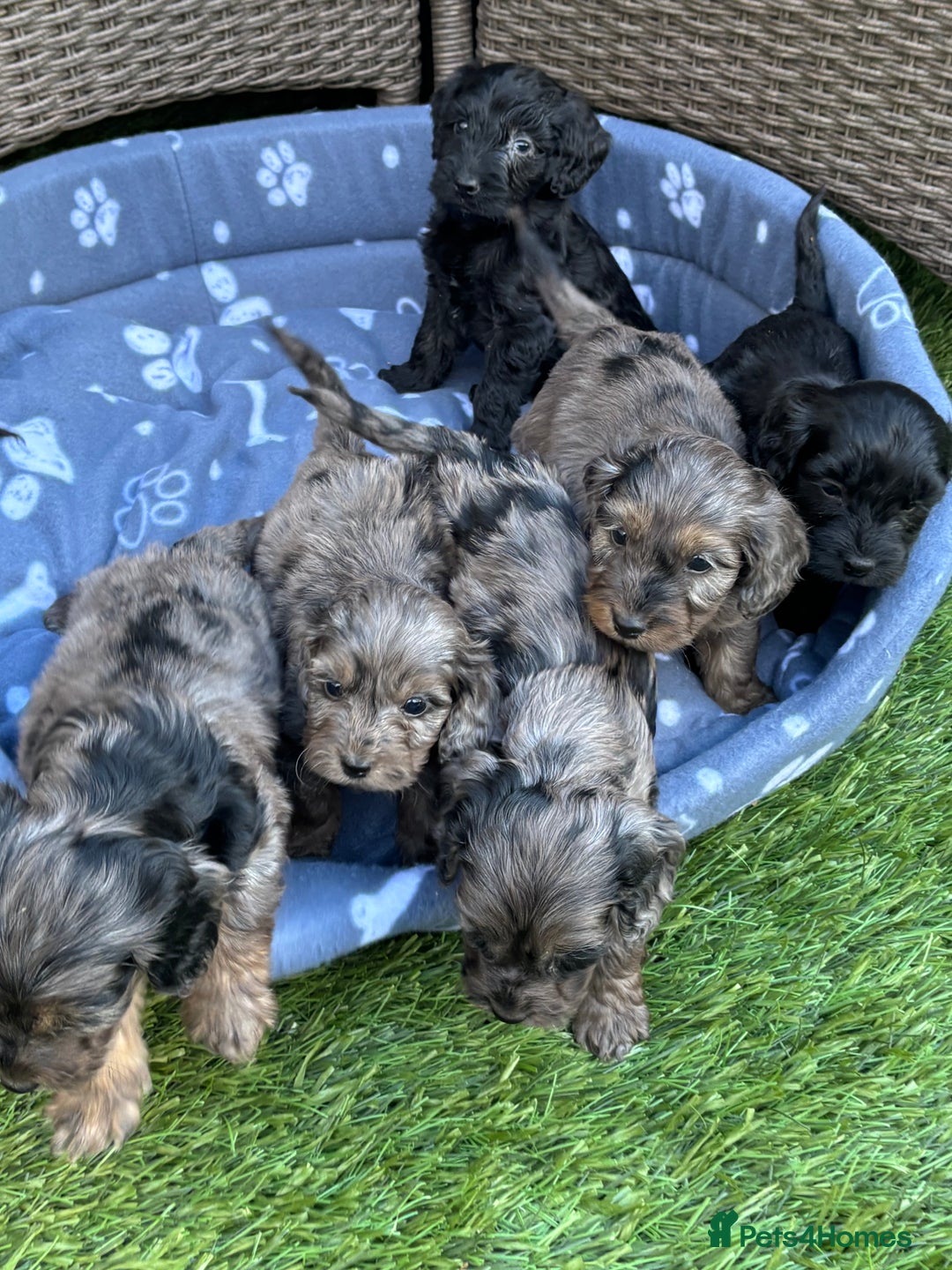 Cockapoo dogs for sale: Gorgeous cockapoo puppies - Image 9