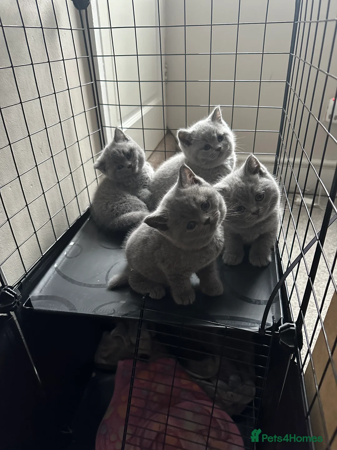British Shorthair cats for sale: British shorthair kittens for sale  - Advert 9