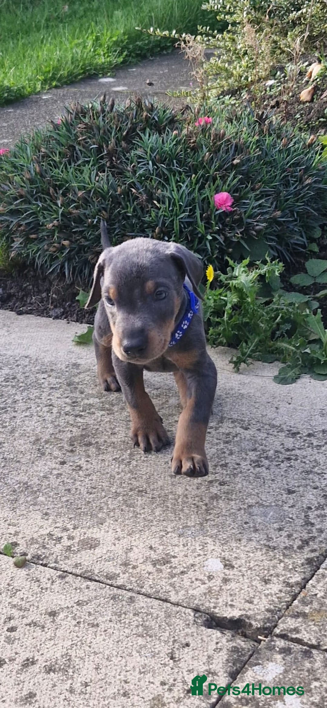 Dobermann dogs for sale: ⭐️⭐️⭐️⭐️⭐️x1Top bloodline.Dobermann puppy - Image 4