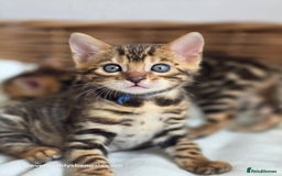 Bengal cats for sale: Gorgeous Pedigree Bengal Kittens  - Image 15