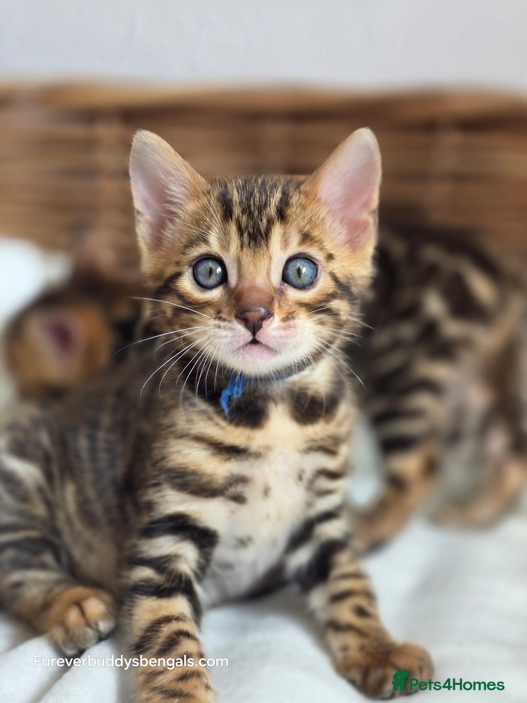 Bengal cats for sale: Gorgeous Pedigree Bengal Kittens  - Image 15