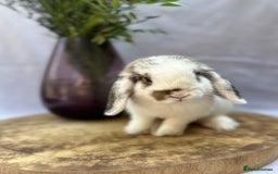 Mini Lop rabbits for sale: *READY TO LEAVE* Gorgeous Mini Lop girl in Norwich - Image 2