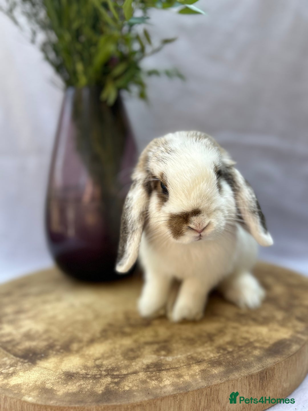 Mini Lop rabbits for sale: *READY TO LEAVE* Gorgeous Mini Lop girl in Norwich - Image 2