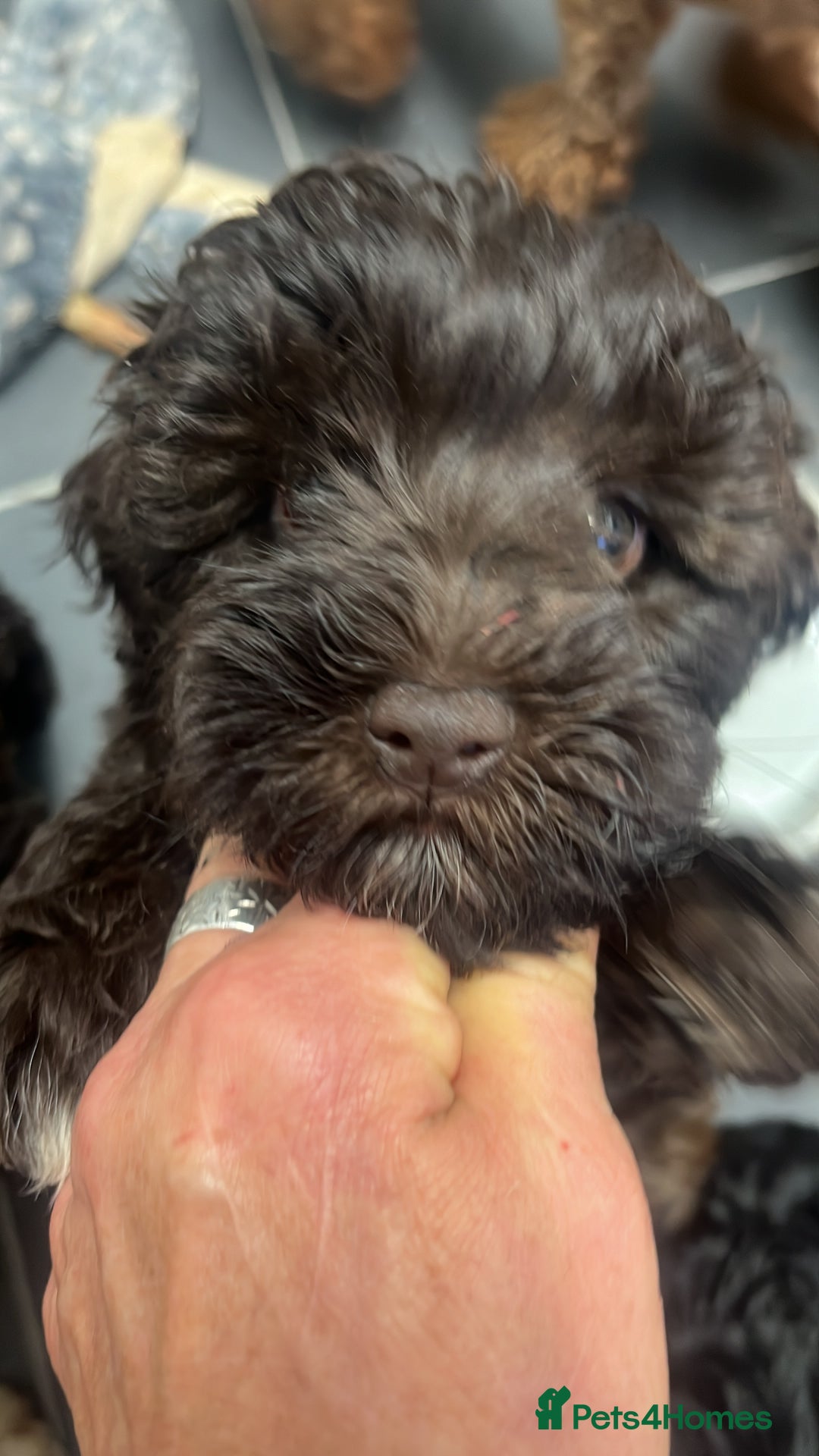 Toy Poodle dogs for stud: K.C Chocolate ToyPoodle at Stud in Coventry - Advert 28