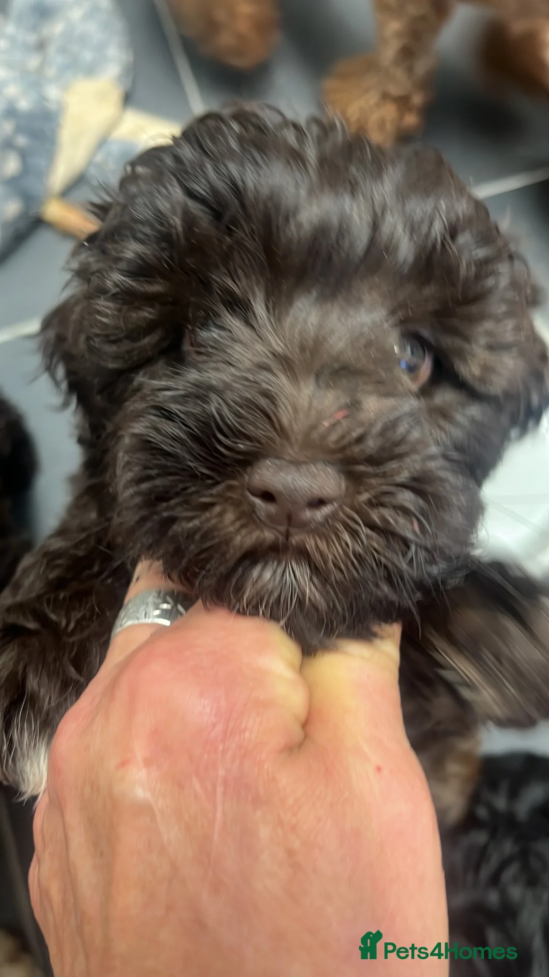 Toy Poodle dogs for stud: K.C Chocolate ToyPoodle at Stud in Coventry - Advert 28