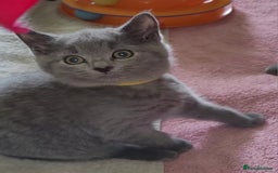 British Shorthair cats for sale: British Blue shorthair kittens £400 - Image 18