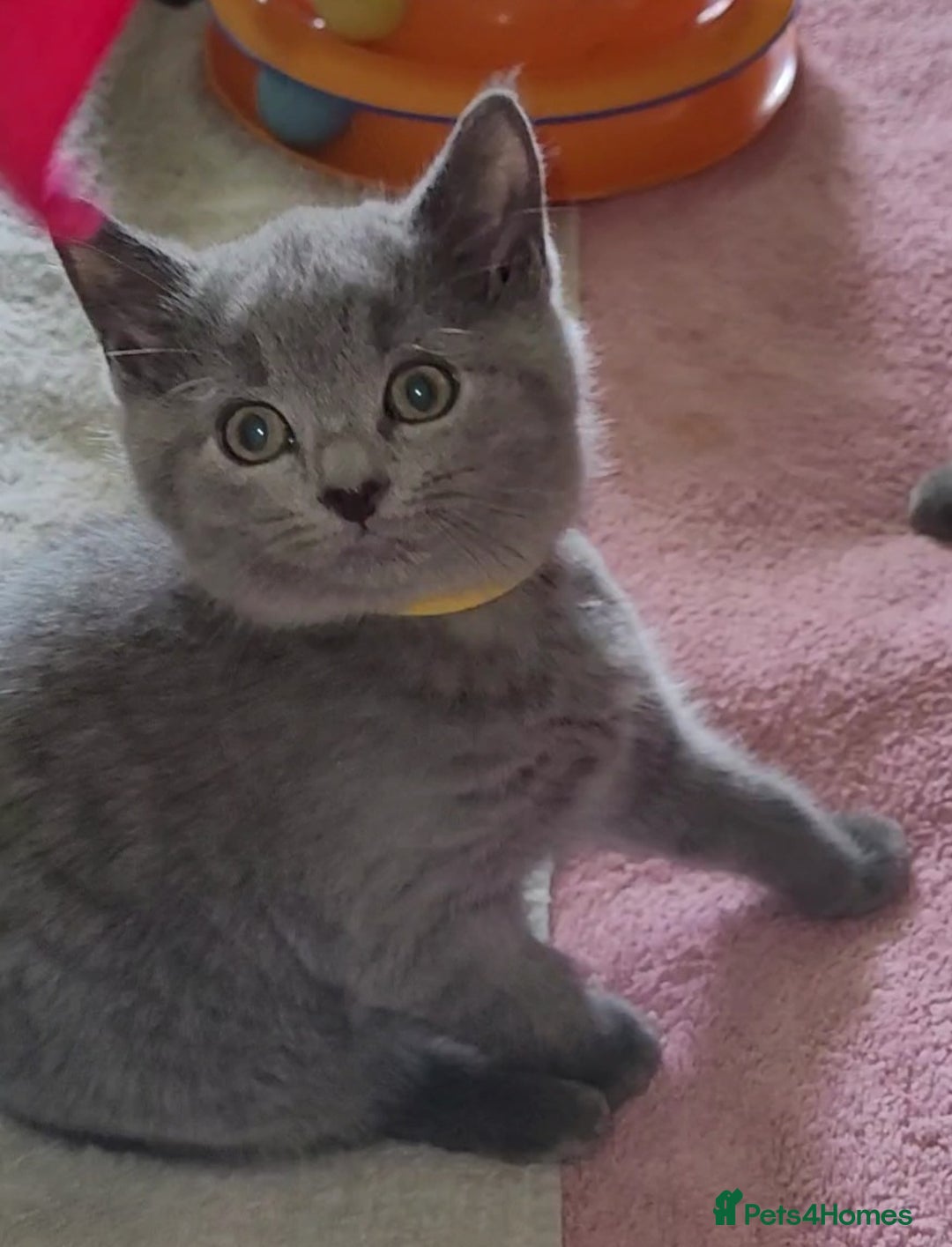 British Shorthair cats for sale: British Blue shorthair kittens £400 - Image 18