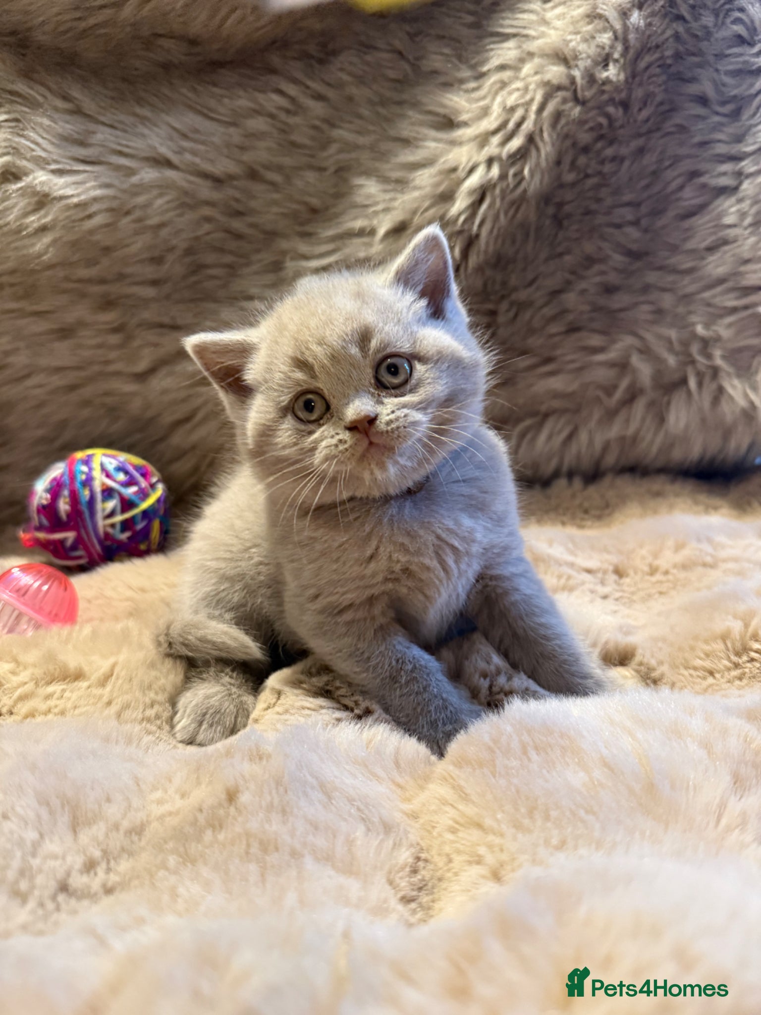 British Shorthair cats for sale: Supreme Champion Line British Shorthair Kittens - Advert 1